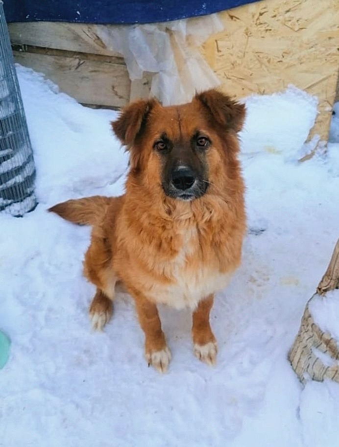 Найдена собака в Астрахани — фото объявления