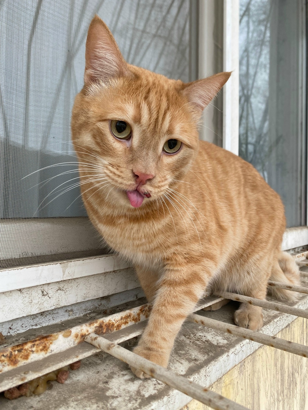 Пропала собака в Астрахани — фото объявления