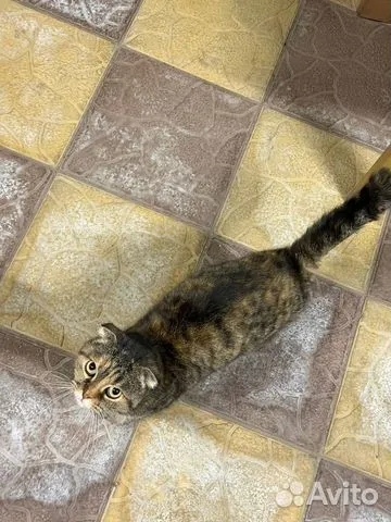 Найдена кошка в Астрахани — фото объявления