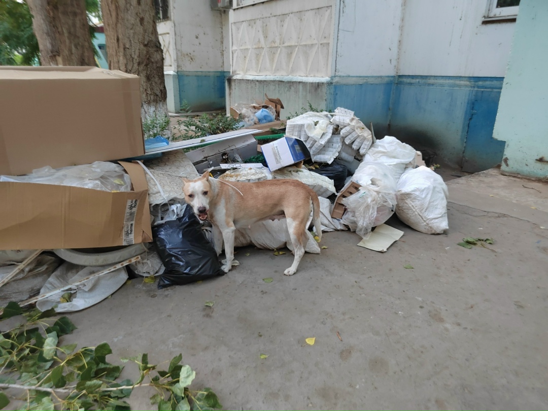 Найдена собака в Астрахани — фото объявления