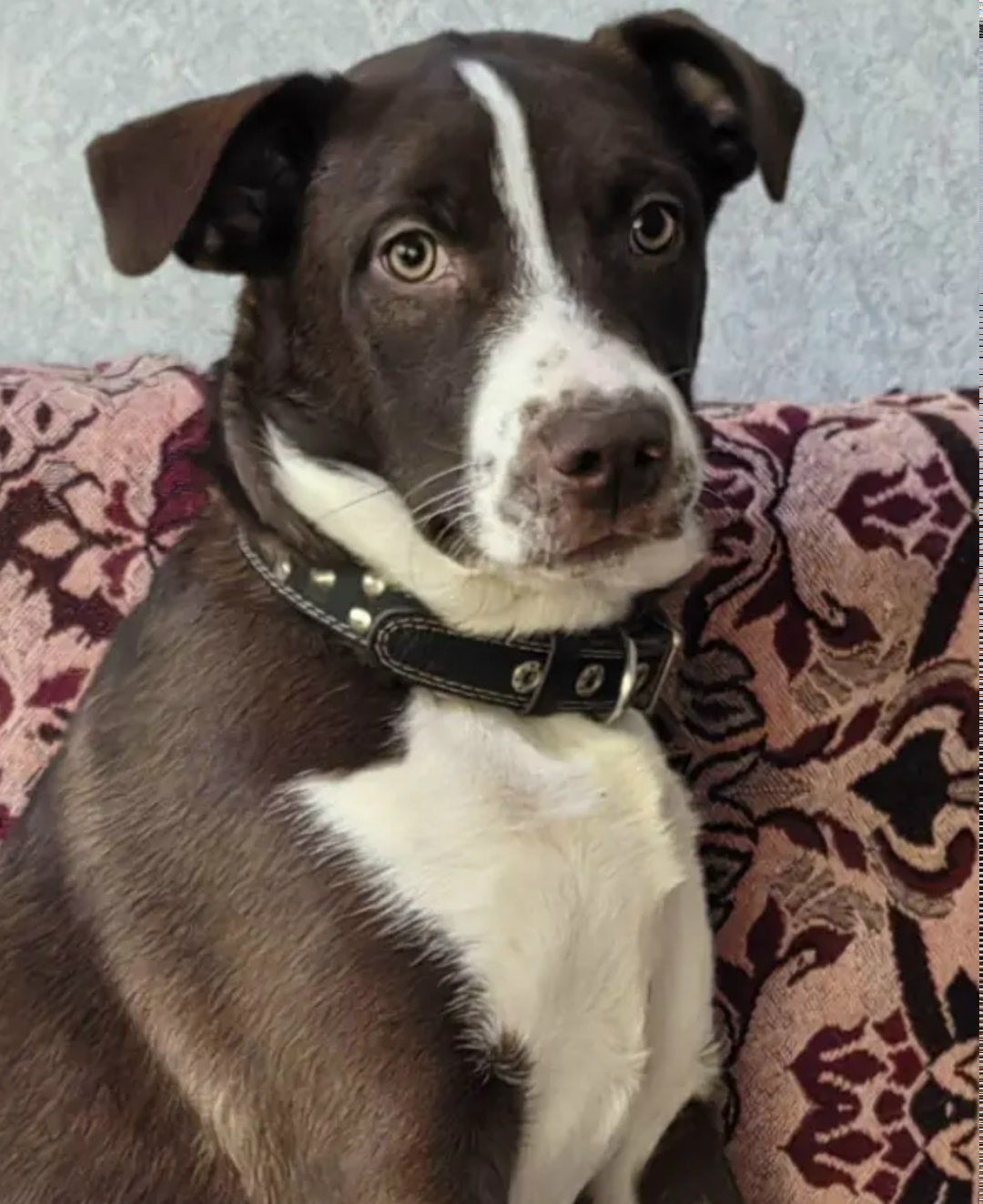 Пропала собака в Астрахани — фото объявления