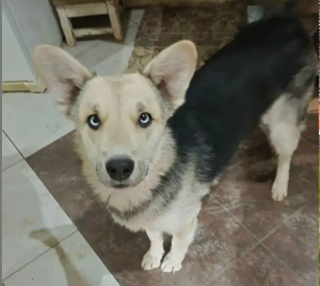 Пропала собака в Астрахани — фото объявления