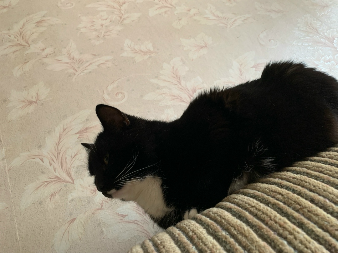 Пропала кошка в Астрахани — фото объявления