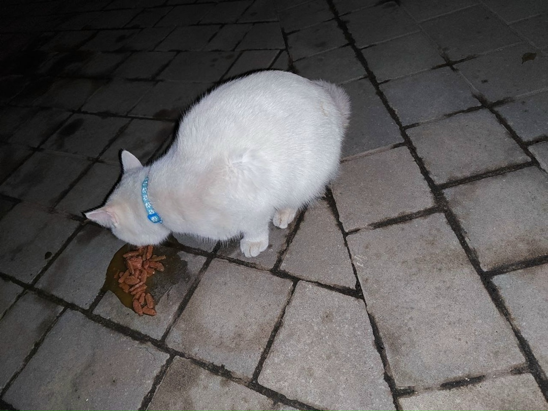 Пропала кошка в Астрахани — фото объявления