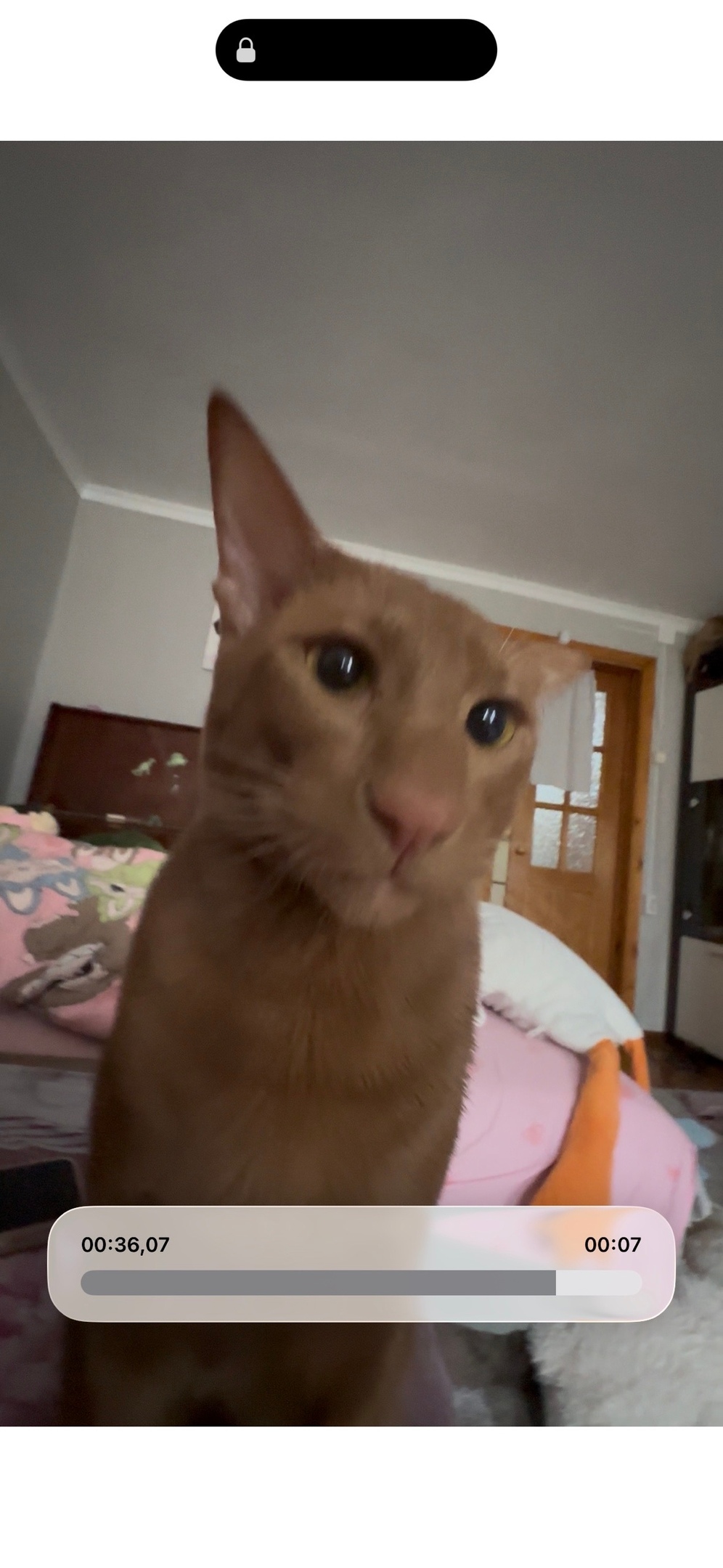 Пропала кошка в Астрахани — фото объявления