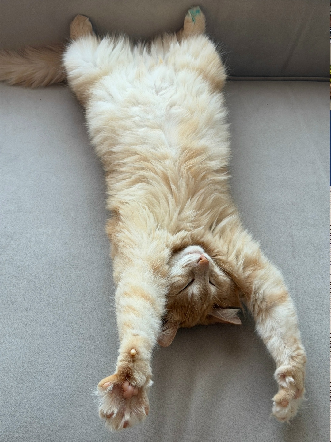 Пропала кошка в Астрахани — фото объявления