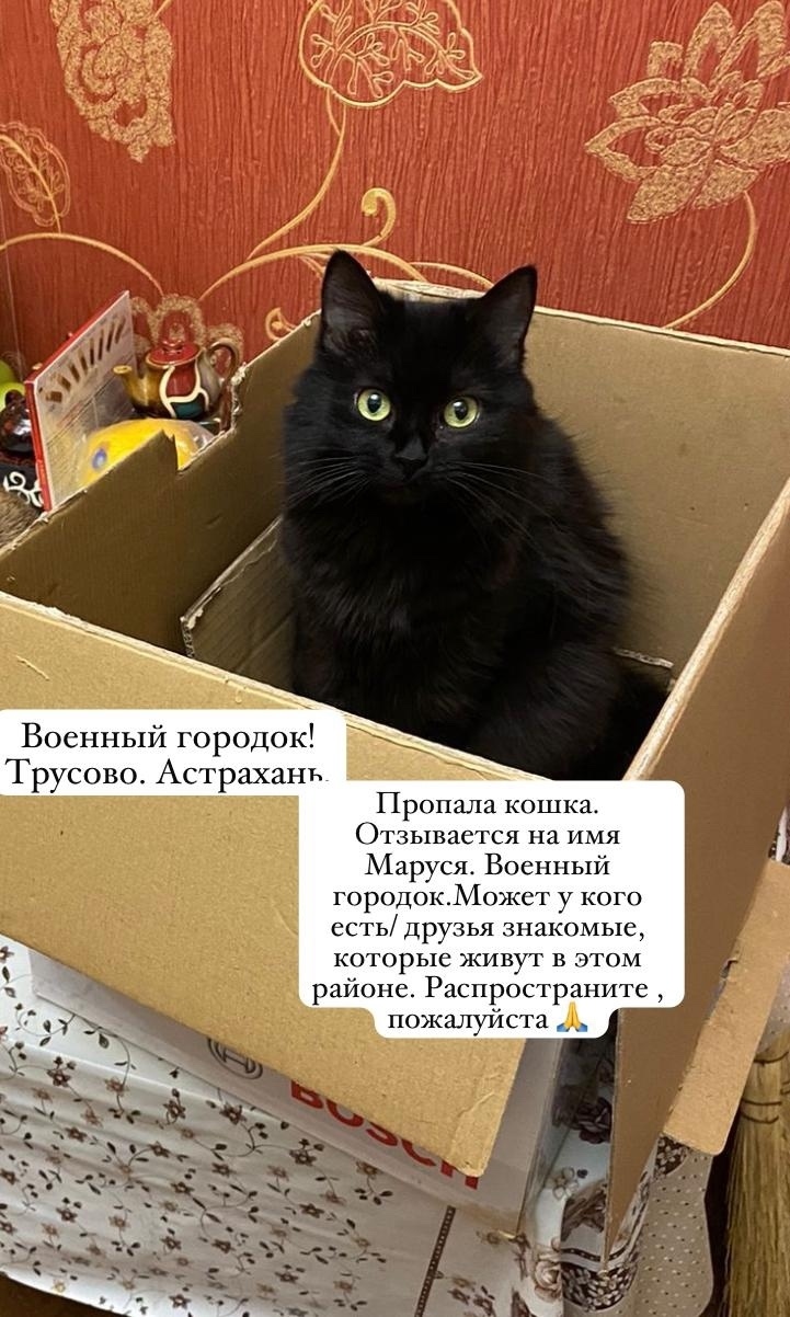 Найдена собака в Астрахани — фото объявления