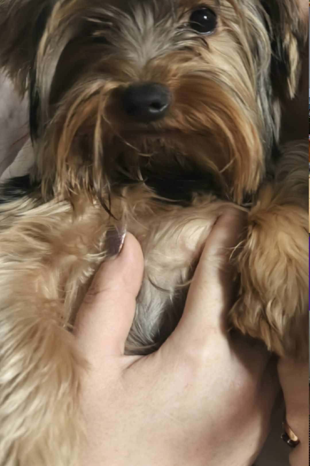 Пропала собака в Астрахани — фото объявления