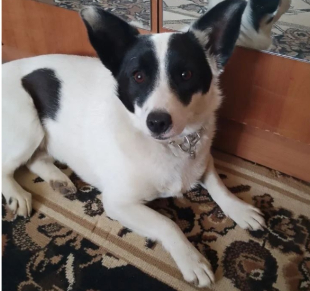 Пропала собака в Астрахани — фото объявления