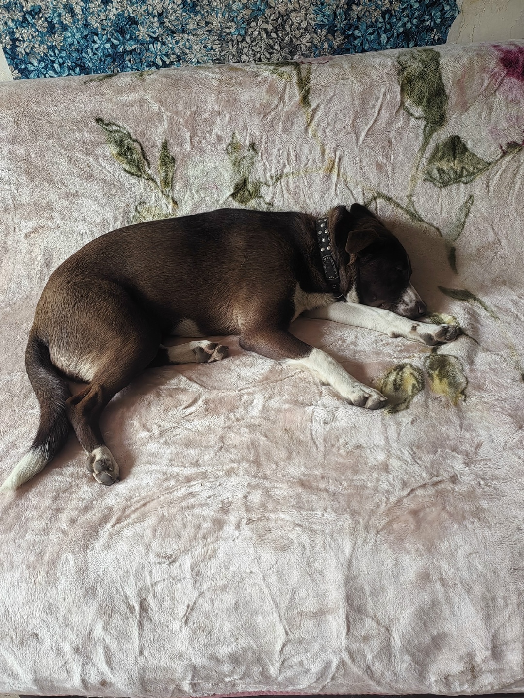 Пропала собака в Астрахани — фото объявления