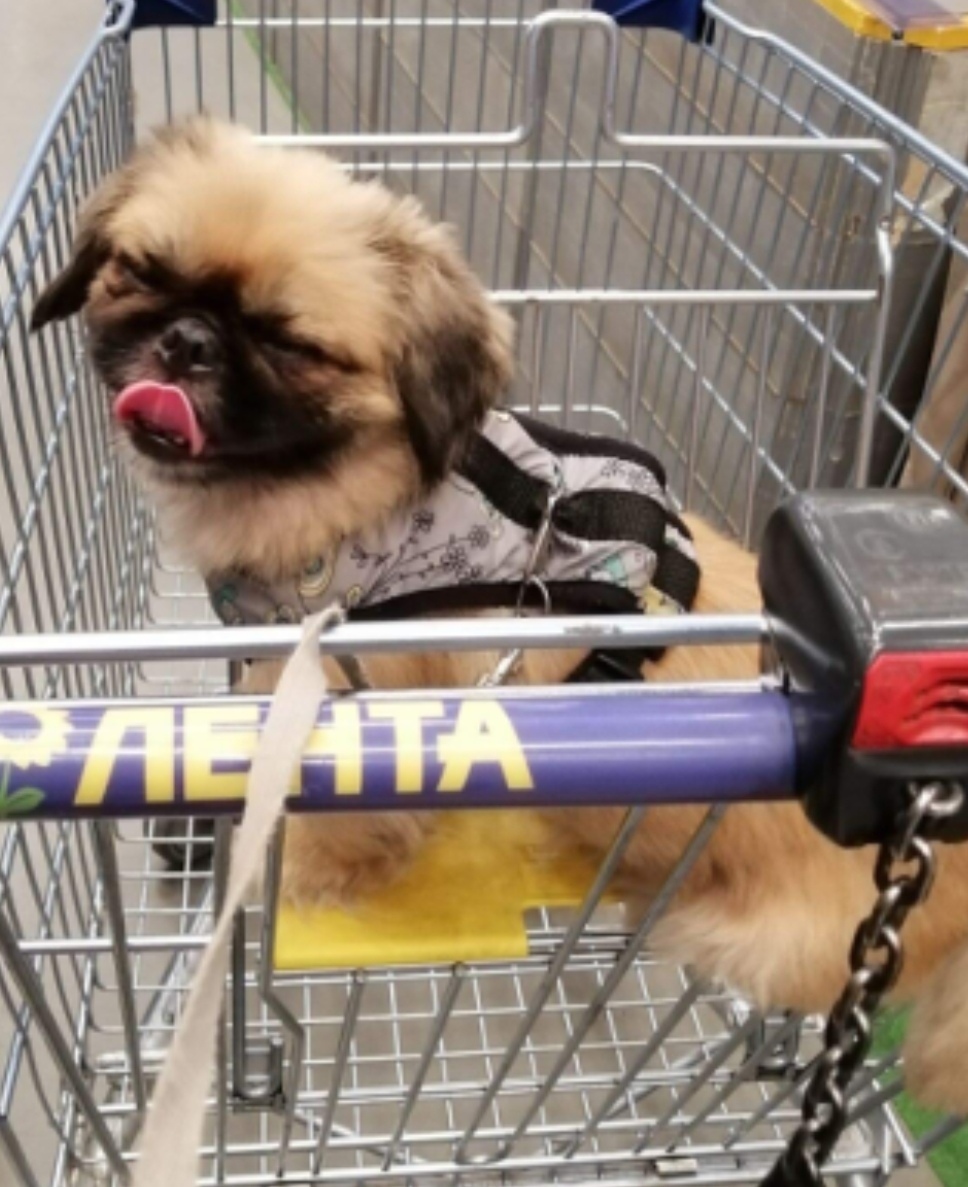 Пропала собака в Астрахани — фото объявления