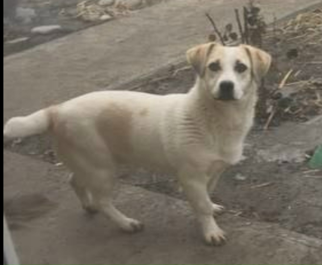 Пропала собака в Астрахани — фото объявления