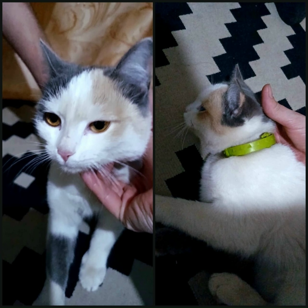 Найдена кошка в Астрахани — фото объявления