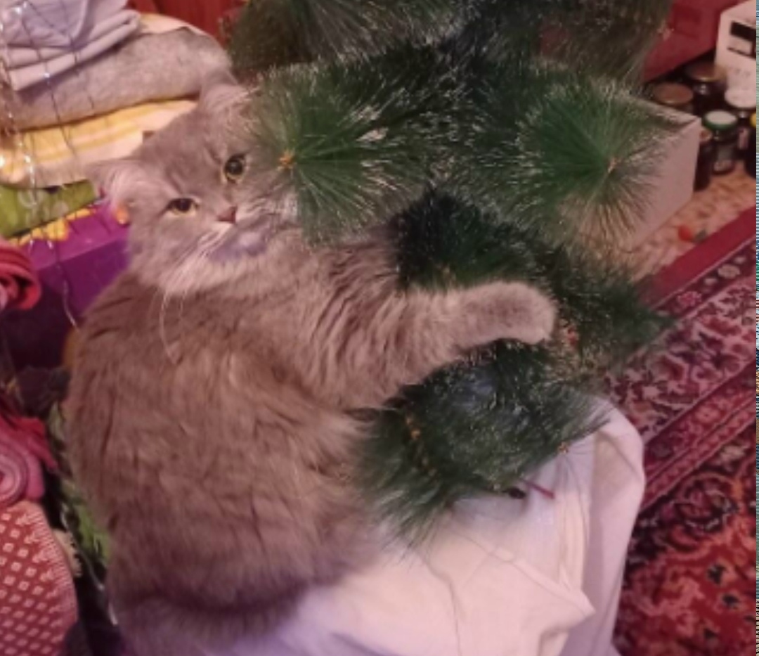 Пропала кошка в Астрахани — фото объявления