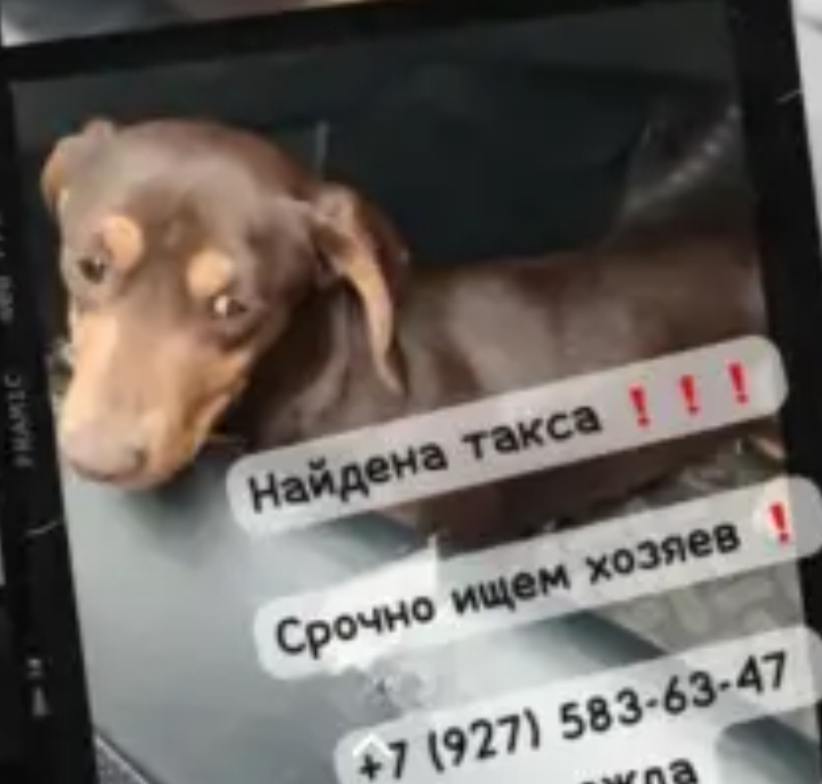 Найдена собака в Астрахани — фото объявления