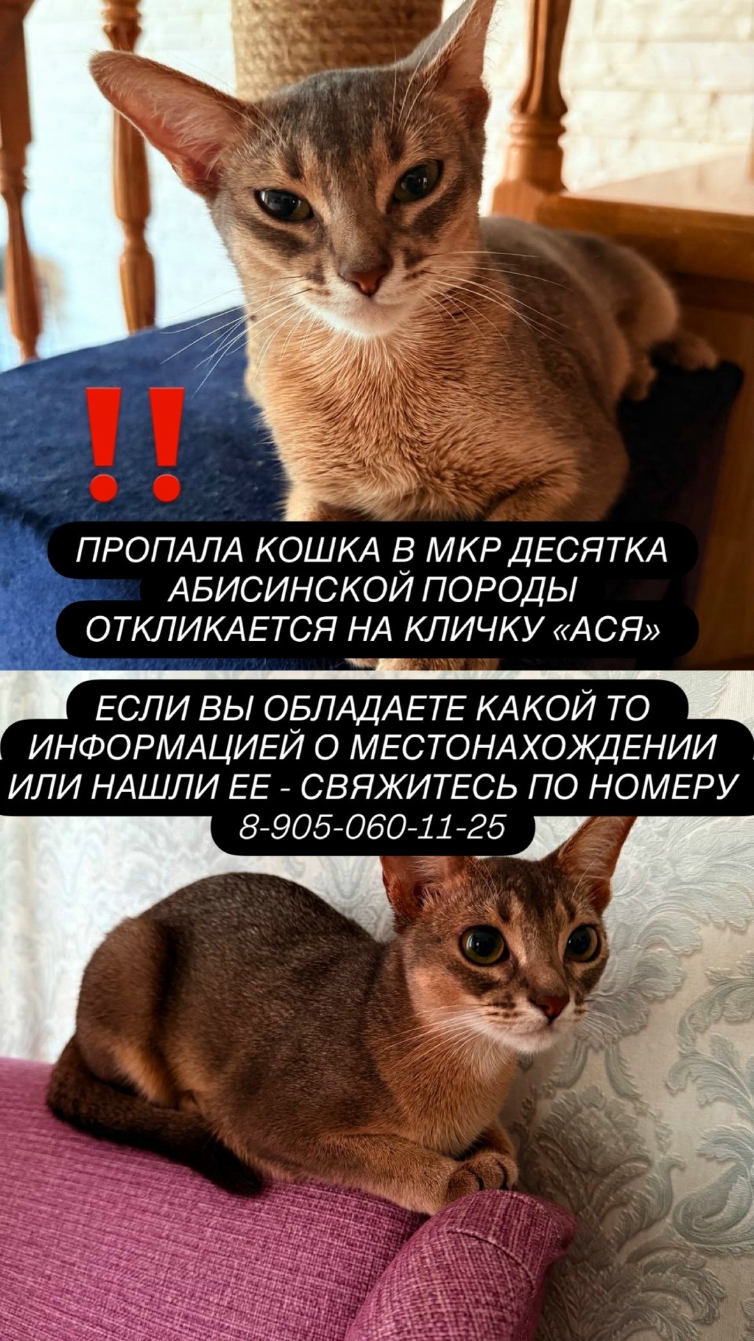 Найдена кошка в Астрахани — фото объявления