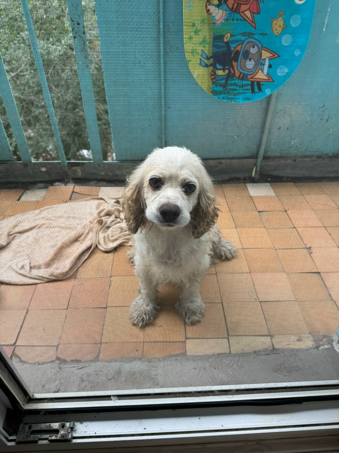 Найдена собака в Астрахани — фото объявления