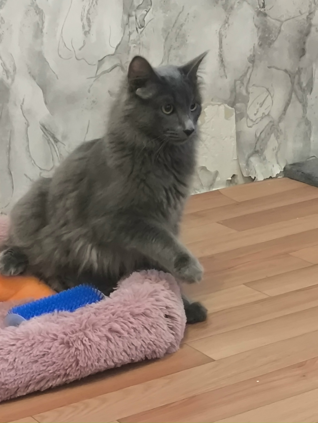 Найдена кошка в Астрахани — фото объявления