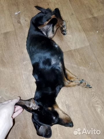 Найдена собака в Астрахани — фото объявления