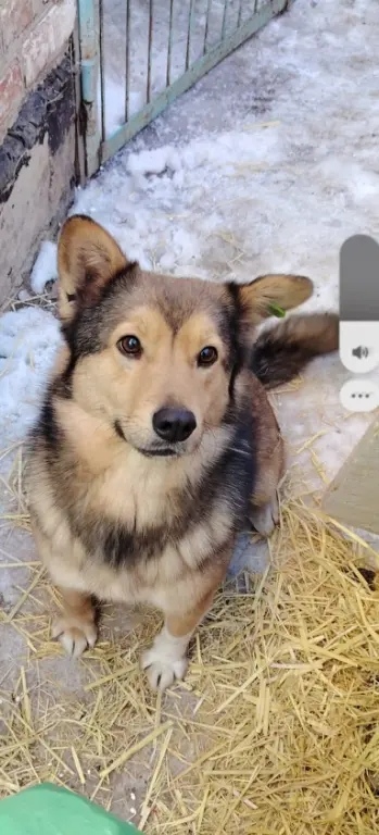 Пропала собака в Астрахани — фото объявления