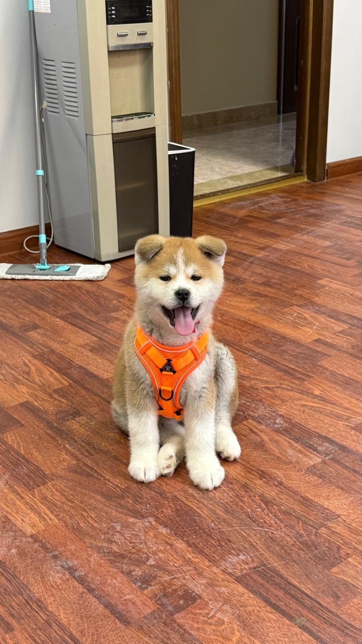 Пропала собака в Астрахани — фото объявления