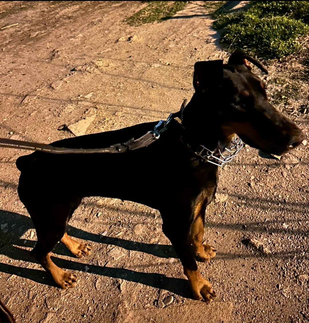 Пропала собака в Астрахани — фото объявления