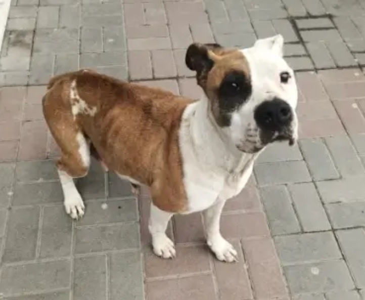 Пропала собака в Астрахани — фото объявления