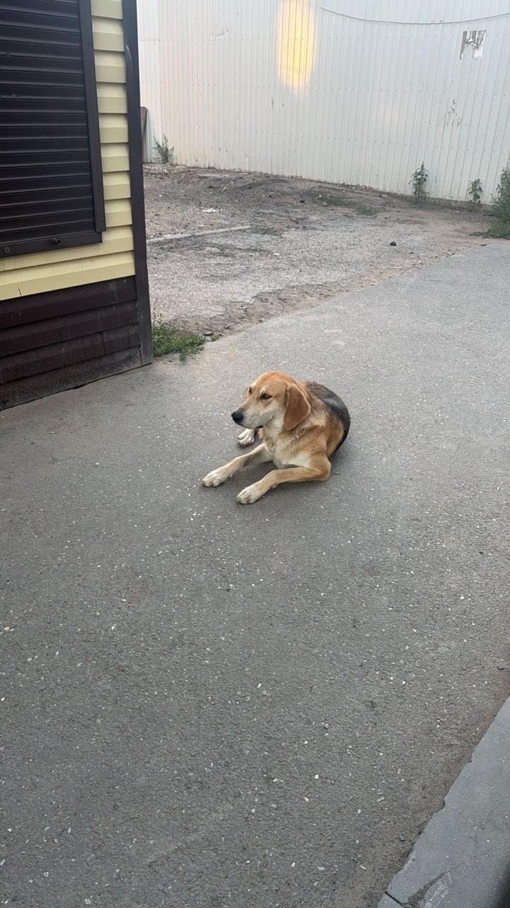 Найдена собака в Астрахани — фото объявления