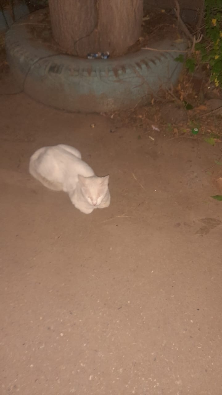 Найдена собака в Астрахани — фото объявления