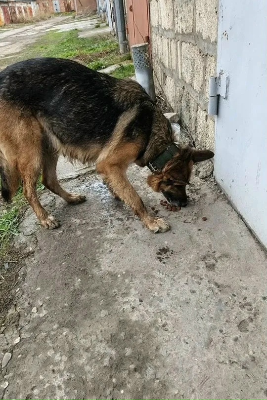Пропала собака в Астрахани — фото объявления