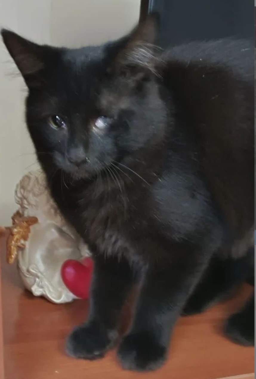 Пропала кошка в Астрахани — фото объявления