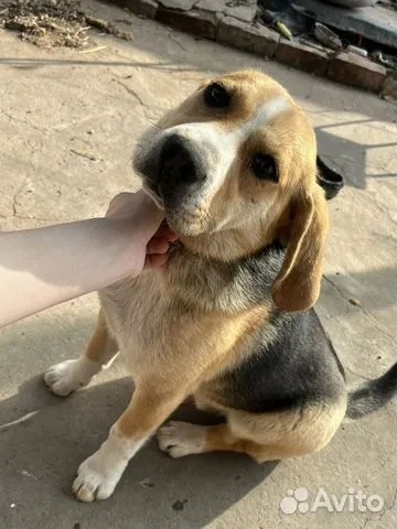 Найдена собака в Астрахани — фото объявления