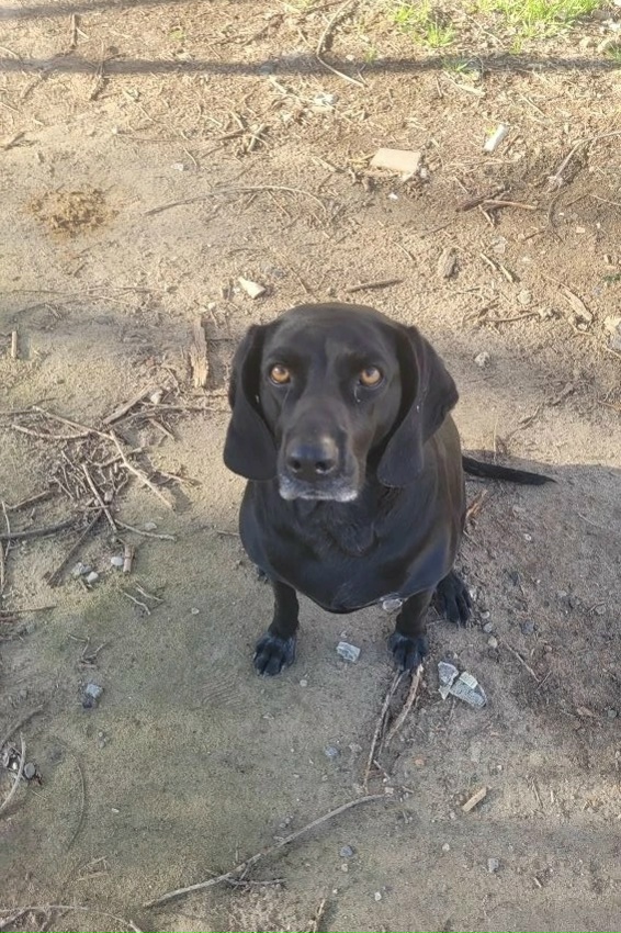 Найдена собака в Астрахани — фото объявления