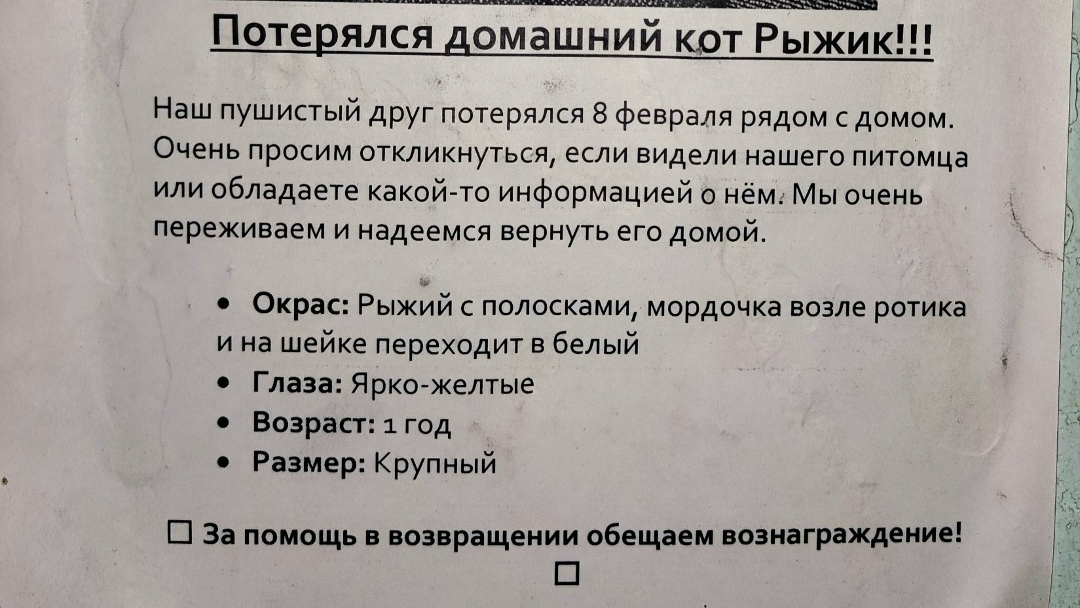 Пропала кошка в Астрахани — фото объявления