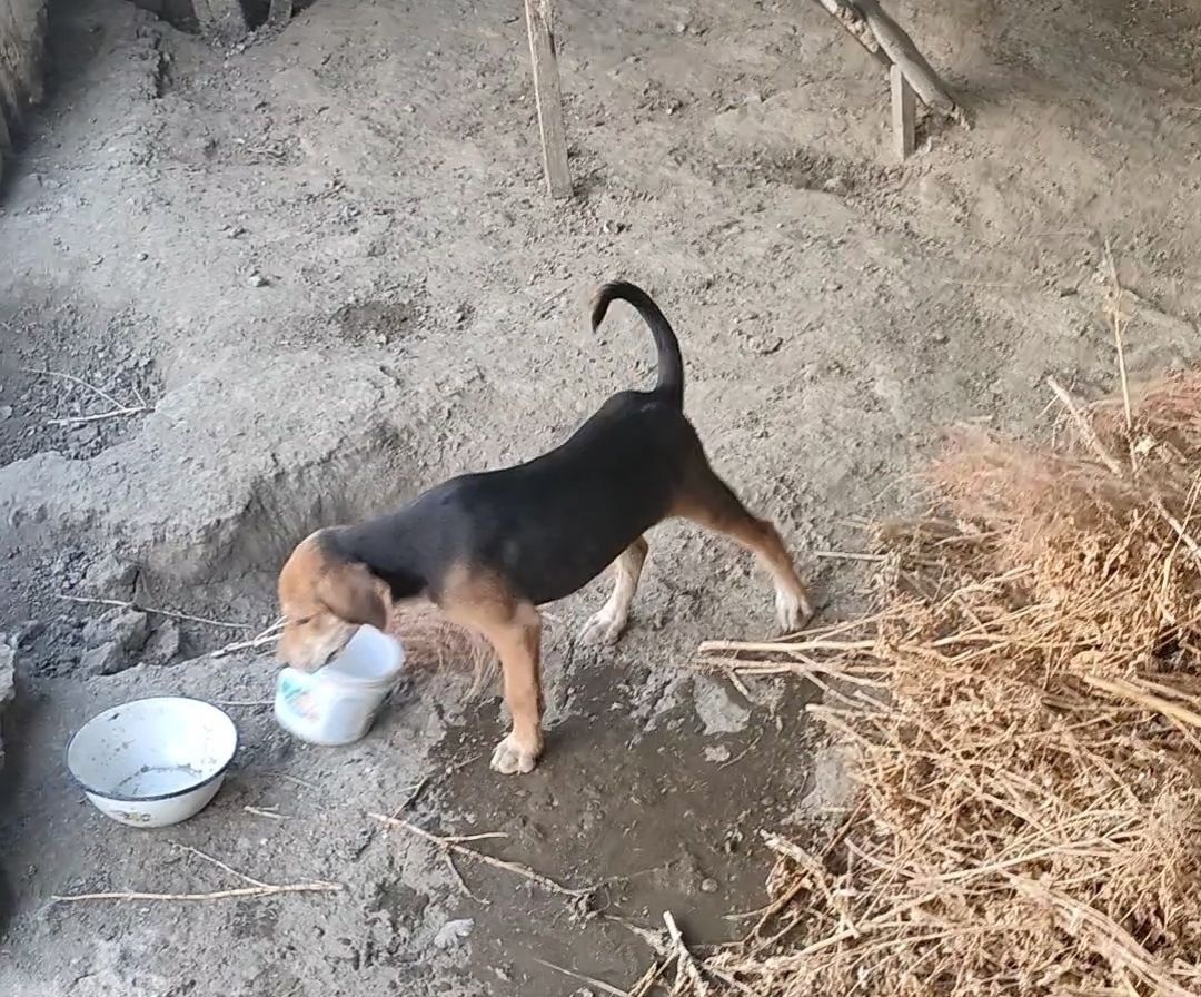Найдена собака в Астрахани — фото объявления