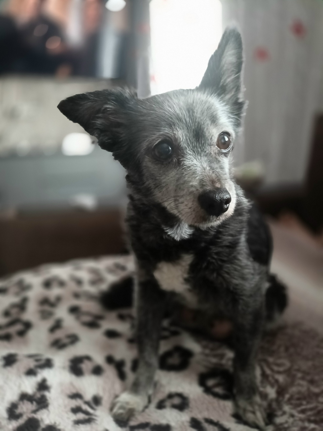 Пропала собака в Астрахани — фото объявления