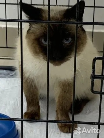 Найдена собака в Астрахани — фото объявления