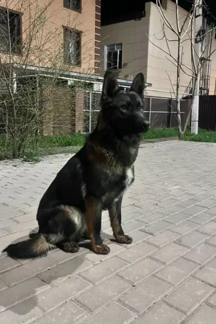 Найдена собака в Астрахани — фото объявления