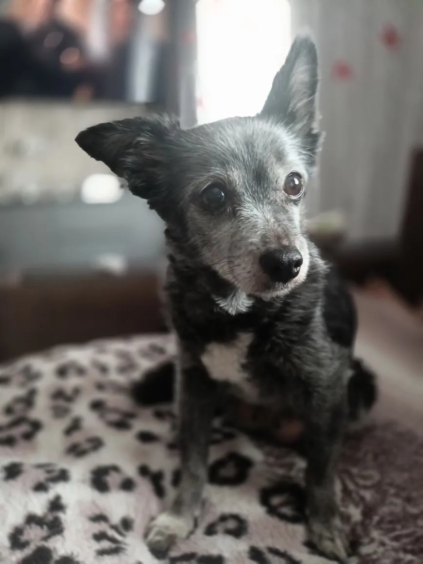 Пропала собака в Астрахани — фото объявления