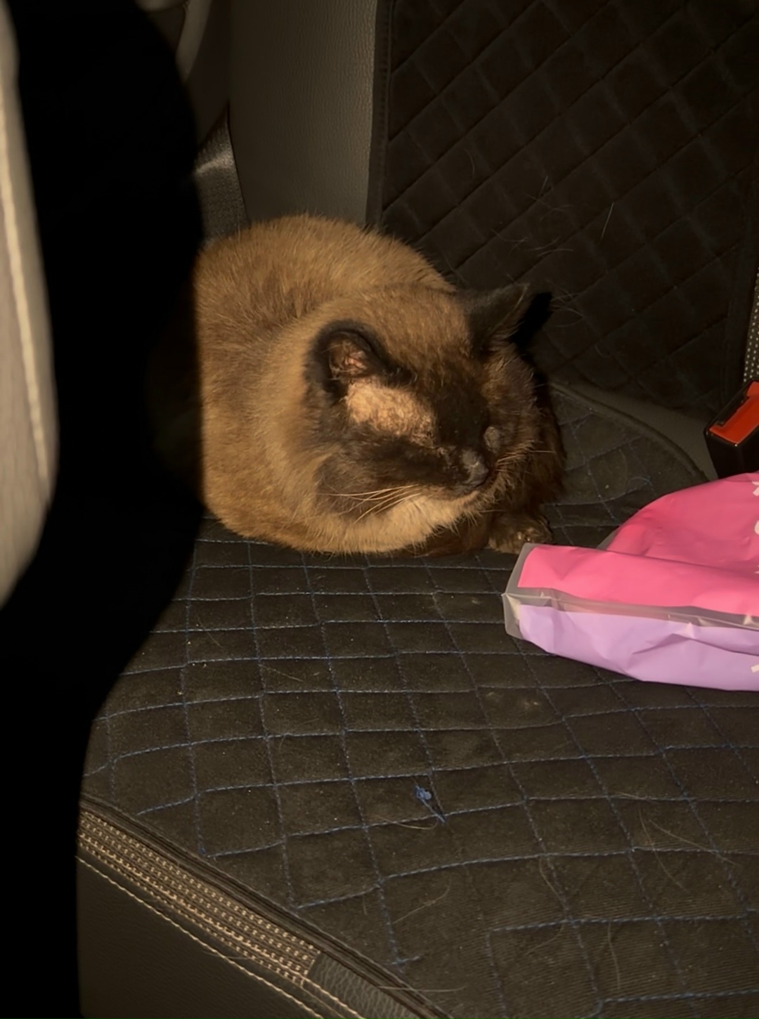 Найдена кошка в Астрахани — фото объявления