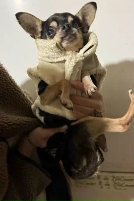 Найдена собака в Астрахани — фото объявления