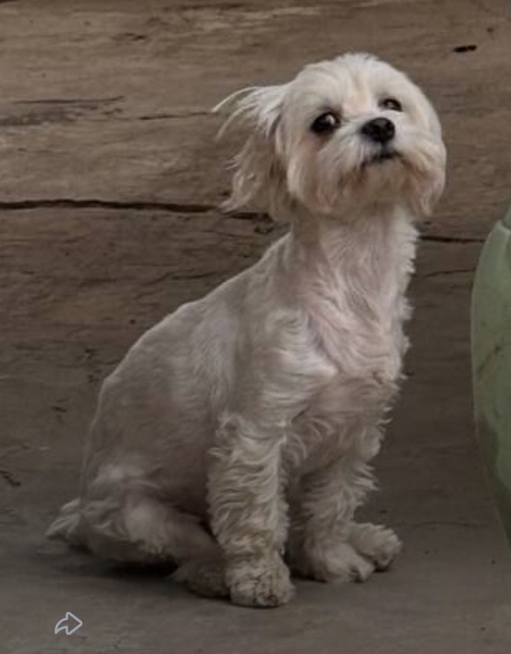 Пропала собака в Астрахани — фото объявления