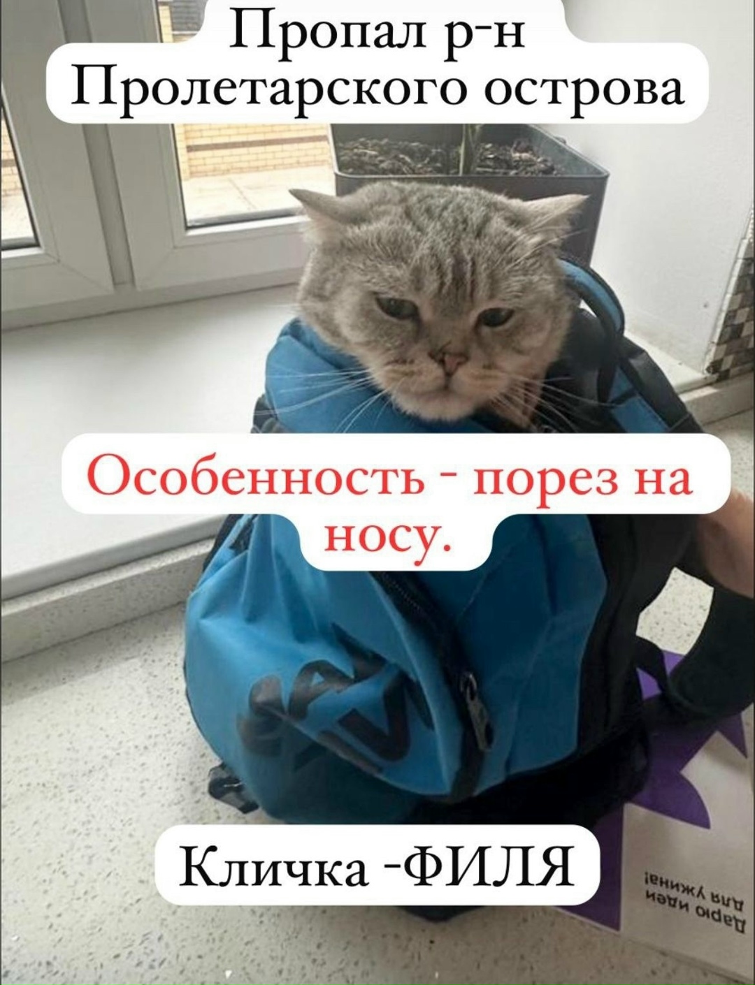 Найдена собака в Астрахани — фото объявления