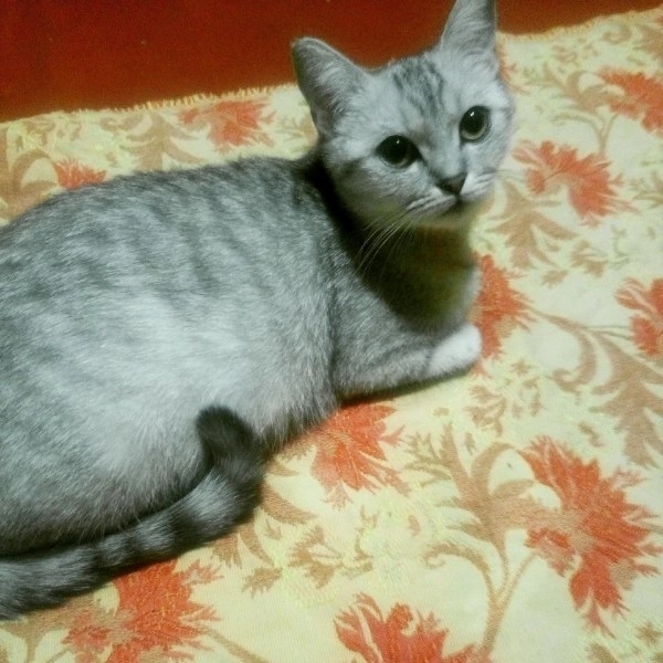 Пропала кошка в Астрахани — фото объявления