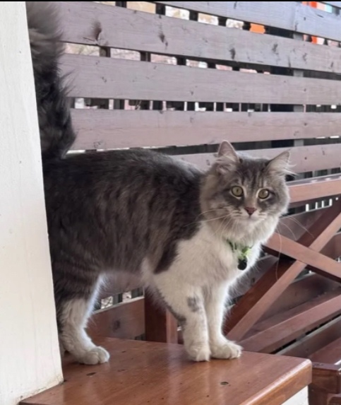 Пропала кошка в Астрахани — фото объявления