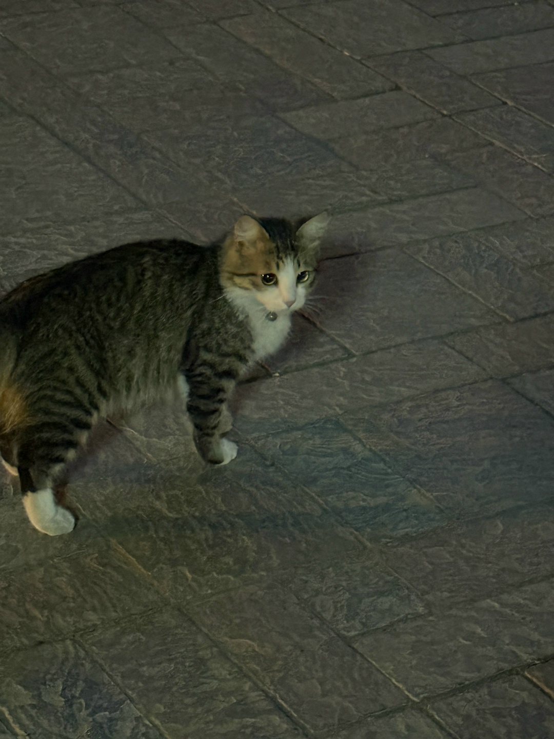 Найдена собака в Астрахани — фото объявления