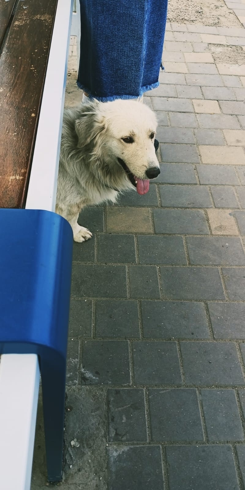 Найдена собака в Астрахани — фото объявления