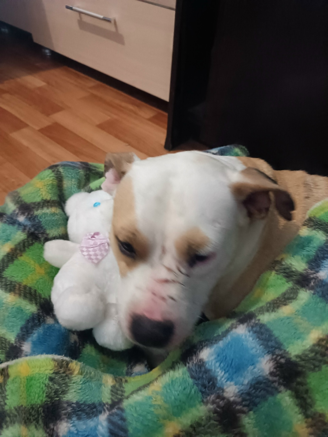 Найдена собака в Астрахани — фото объявления