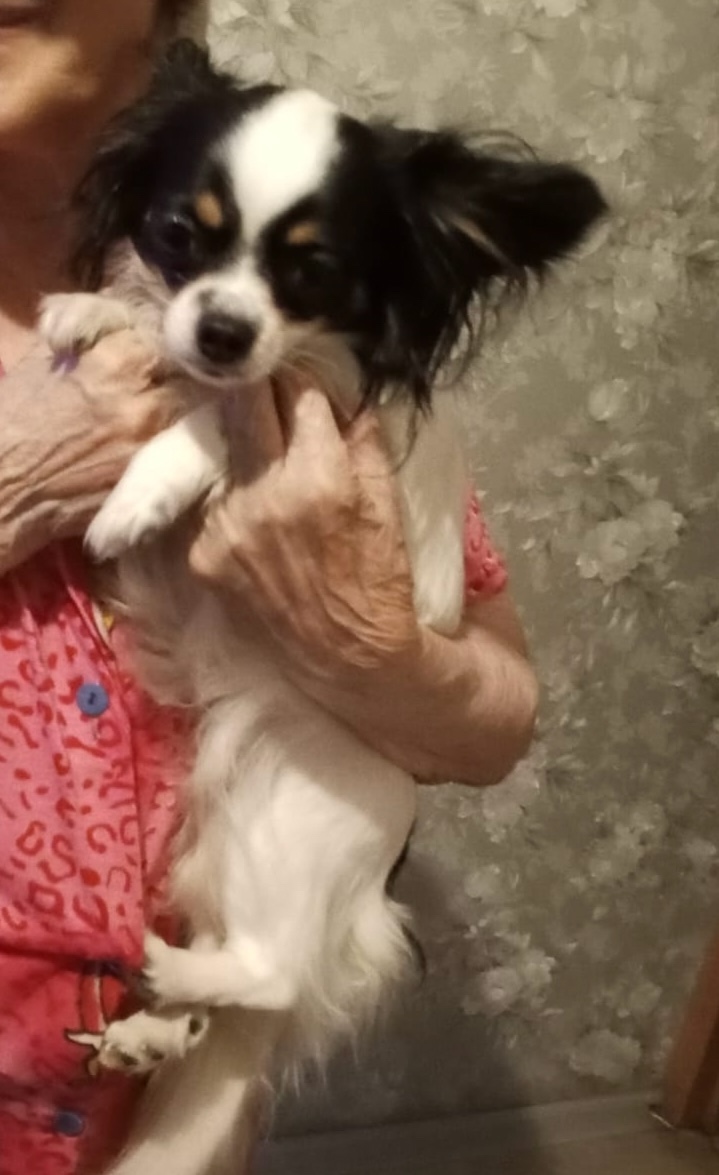 Найдена собака в Астрахани — фото объявления