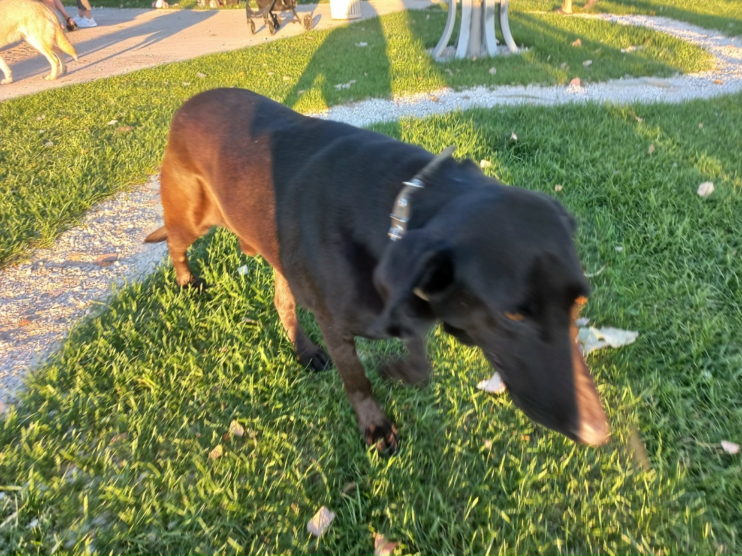 Найдена собака в Астрахани — фото объявления